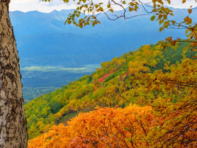 Autumn foliage at Ginsendai