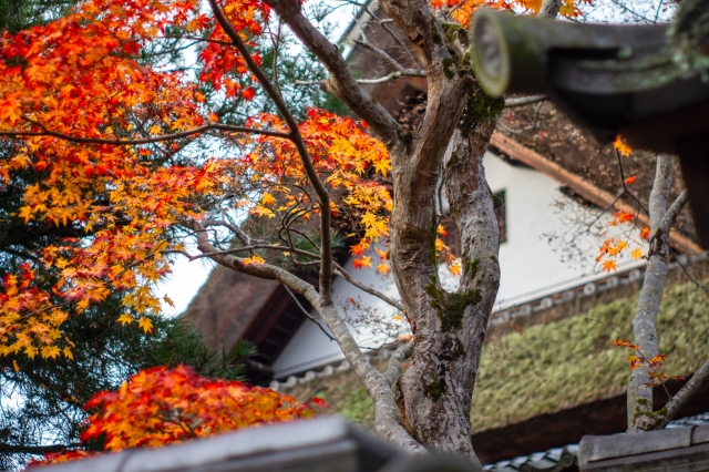 Pagoda at Amanosan Kongoji Temple
