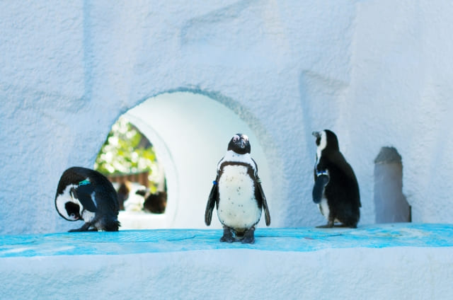 Seal swimming tunnel at Asahiyama Zoo