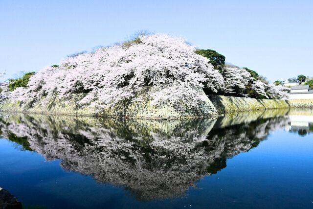 Hikone Castle during Spring season