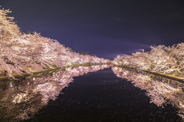 Hirosaki-Castle-Cherry-Blossoms