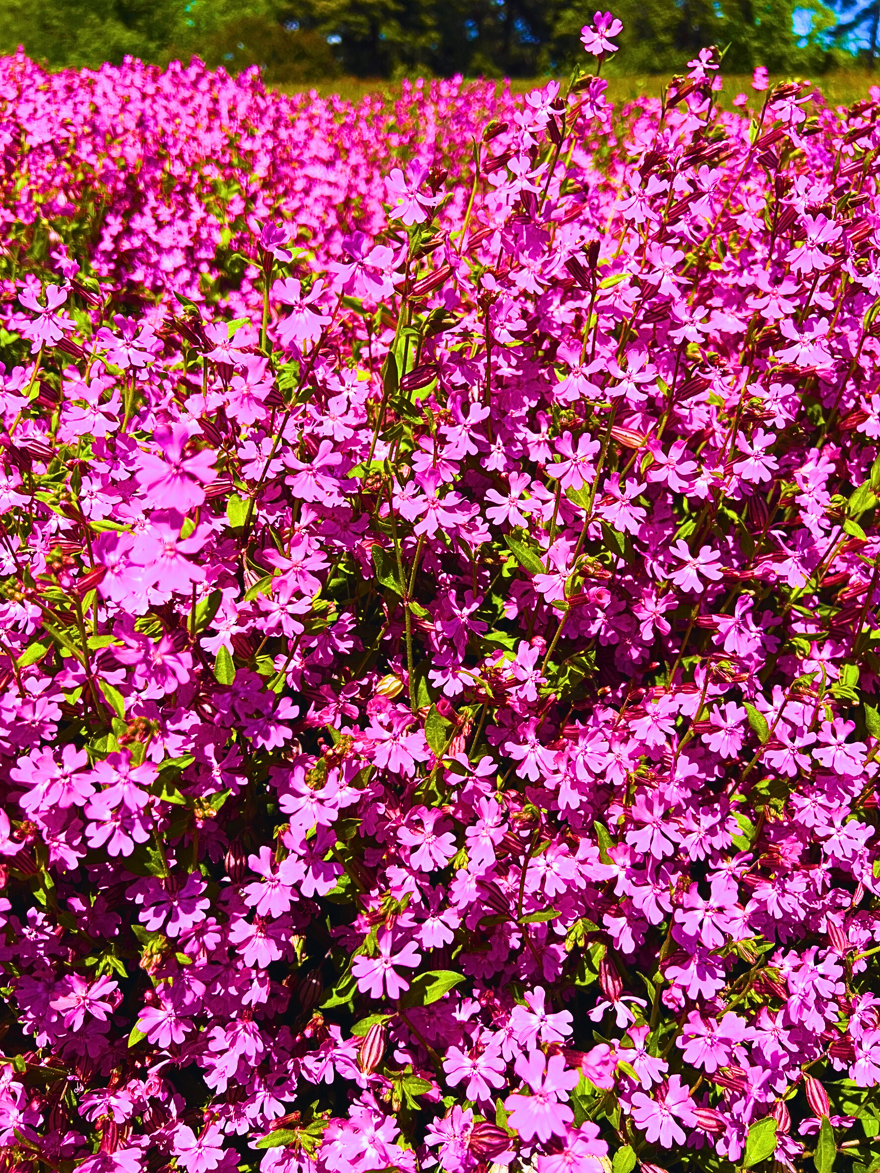 pink flower in Hitachi Seaside Park