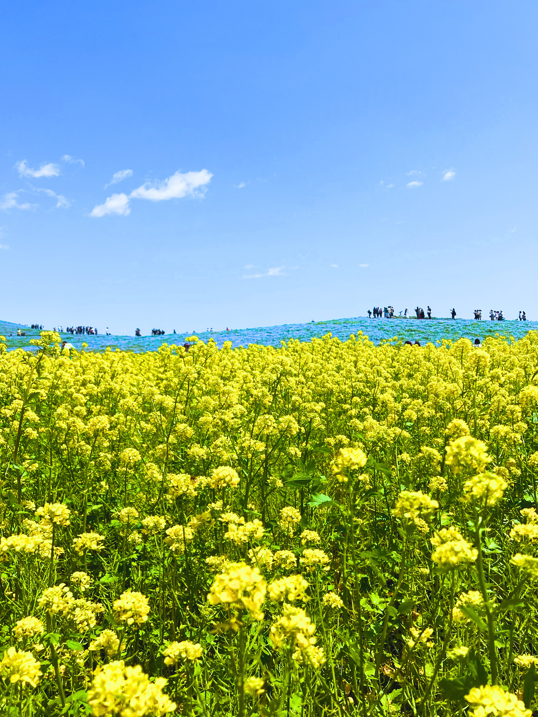 yellow flower in Hitachi Seaside Park