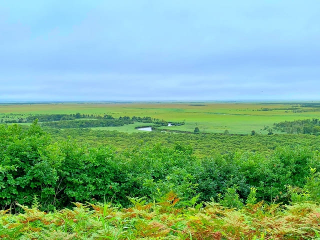 Red-crowned cranes seen from Hosooka Observatory