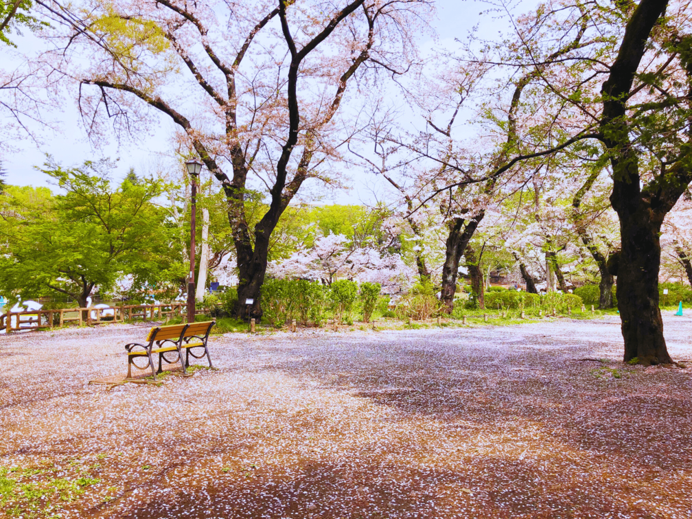 Inokashira-Cherry-Blossoms