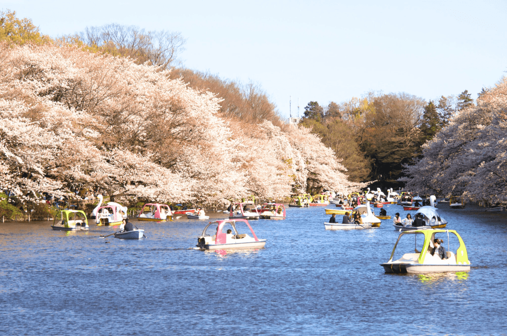 Inokashira-Cherry-Blossoms-and-Boat