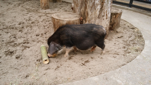  Inokashira Park Zoo