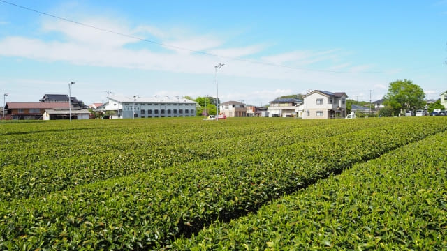 Sayama Tea Fields