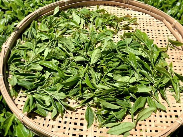 Traditional tea preparation in Sayama