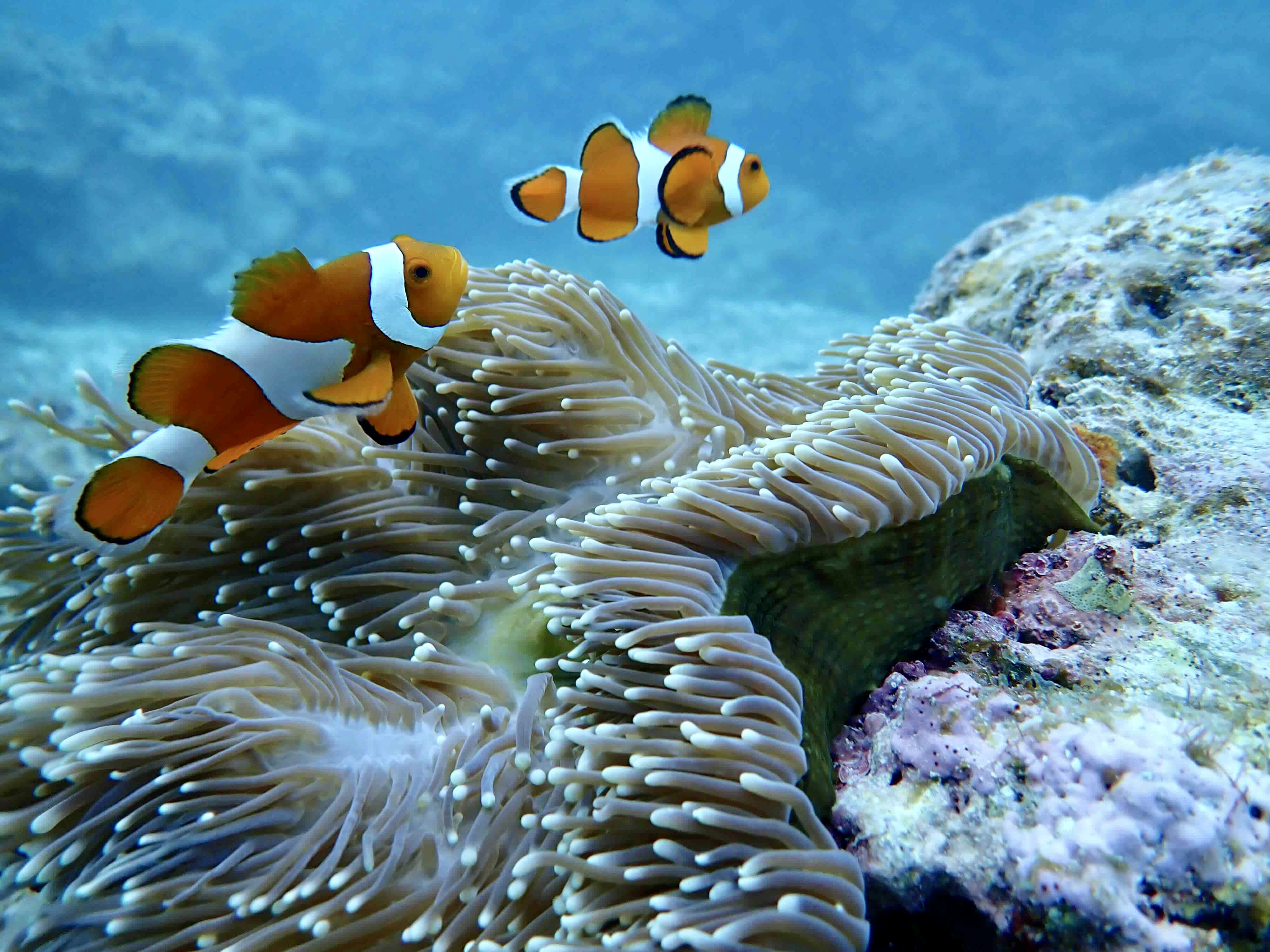 clownfish are swimming