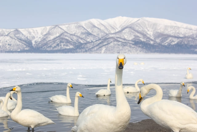 Swans at Lake Kussharo in winter