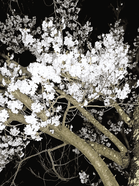 Cherry-Blossoms-at-Matsumoto-Castle