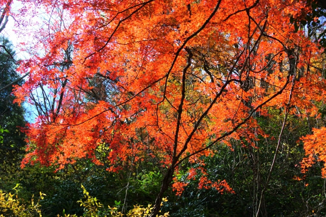 Old Hakone Road