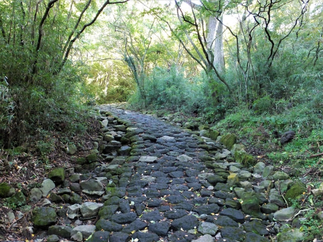 Hakone Old Road