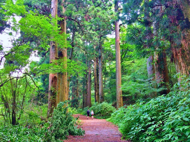 Old Tokaido Cedar Avenue in Hakone