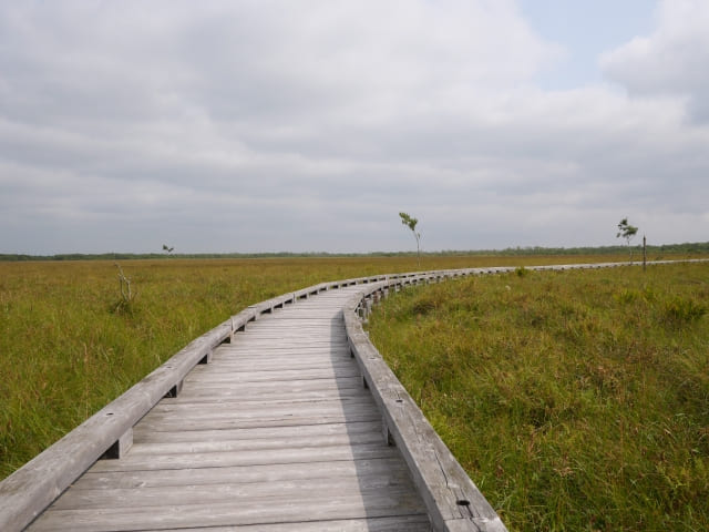 Onnenai Boardwalk through Kushiro wetlands
