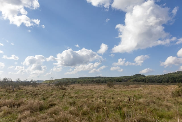 Wildflowers and marsh scenery at Onnenai Boardwalk