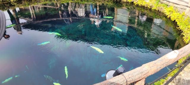Clear pond with fish at Oshino Hakkai