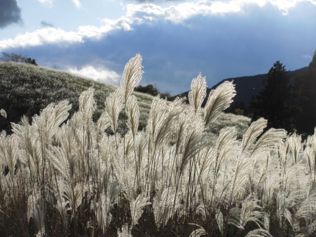 Sengokuhara Pampas Grass Field in Hakone