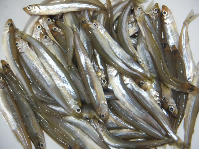 Smelt ice fishing on Lake Toro