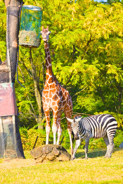 Giraffe and Zebra